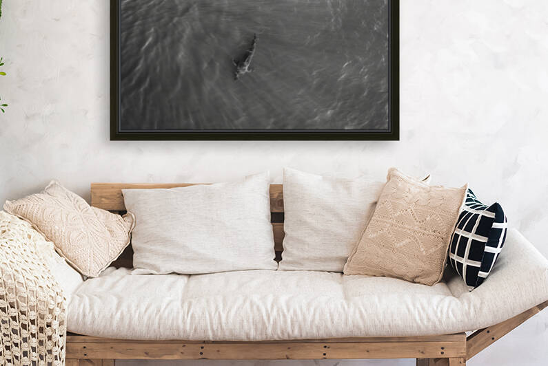 Great White B&W Reproduction