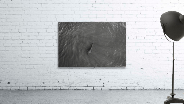 Great White B&W Wall Preview
