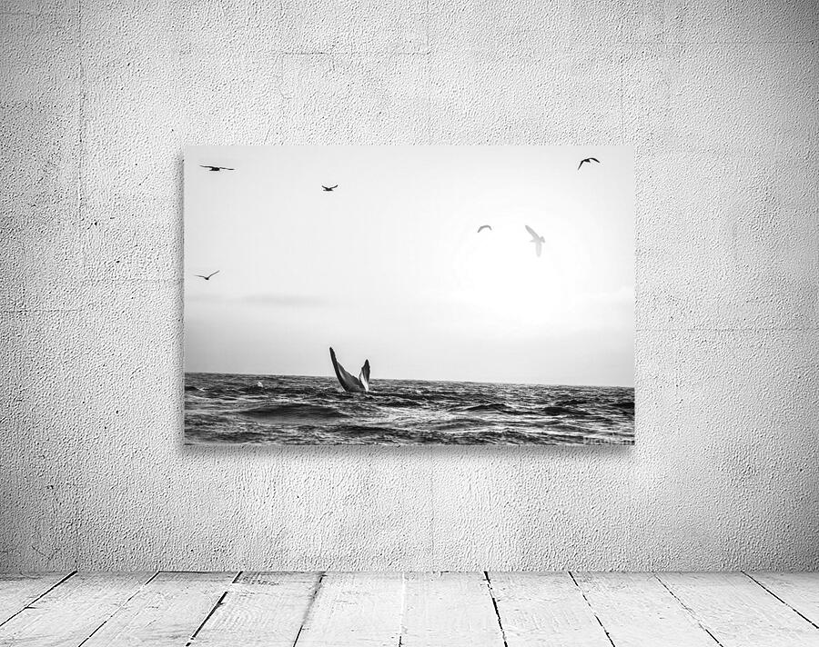 Whale Tail B&W Wall Preview