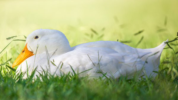 American Perking Duck On The Farm  Digital Download