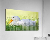 American Perking Duck On The Farm  Acrylic Print