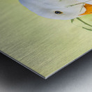 American Perking Duck On The Farm  Metal print