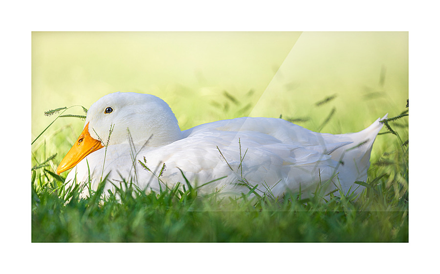 American Perking Duck On The Farm  Picture Frame print