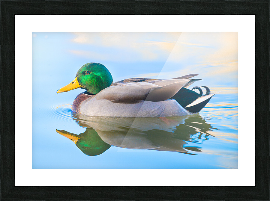 Mallard Drake Duck Reflections Picture Frame print