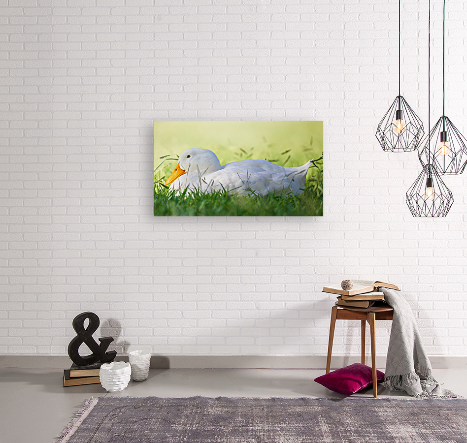 American Perking Duck On The Farm  Reproduction