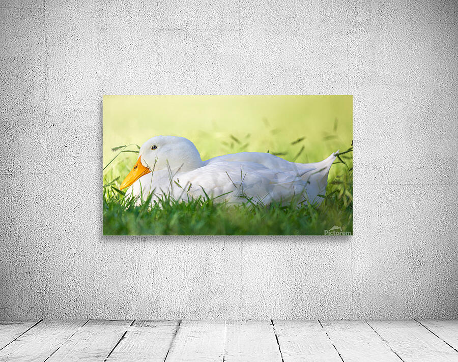 American Perking Duck On The Farm  Wall Preview