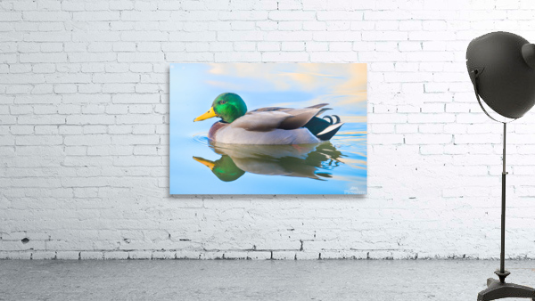 Mallard Drake Duck Reflections Wall Preview