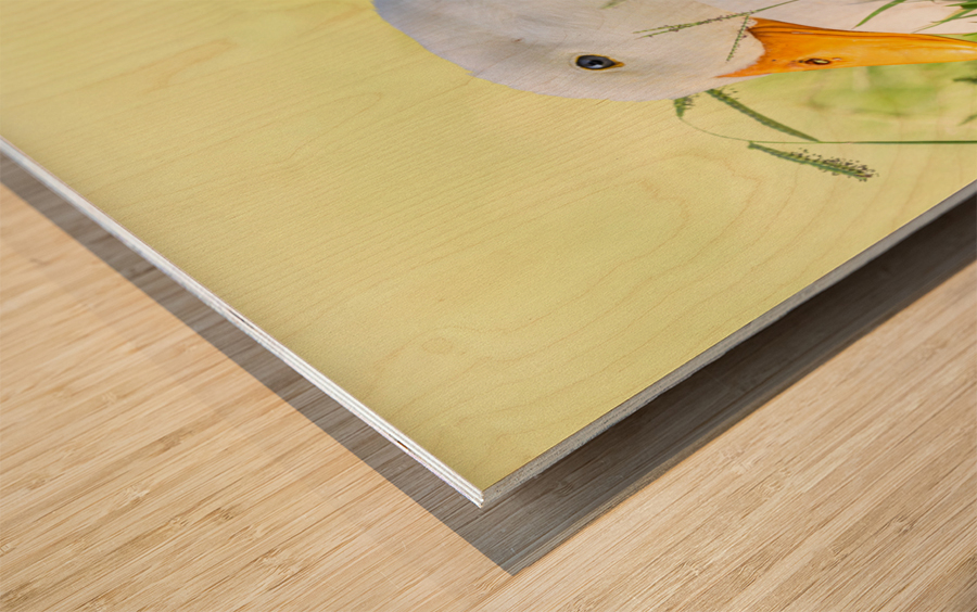 American Perking Duck On The Farm  Wood print