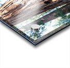 Giant Sequoias Acrylic print