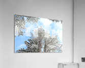 Sunlight through the Trees Acrylic Print