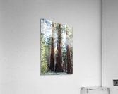 Giant Sequoias Acrylic Print