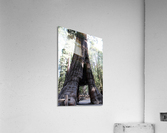 Giant Sequoias Acrylic Print