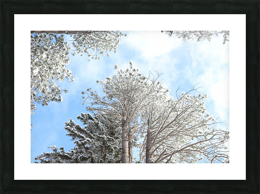 Sunlight through the Trees Picture Frame print