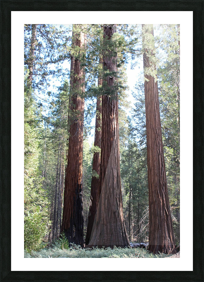 Giant Sequoias Picture Frame print