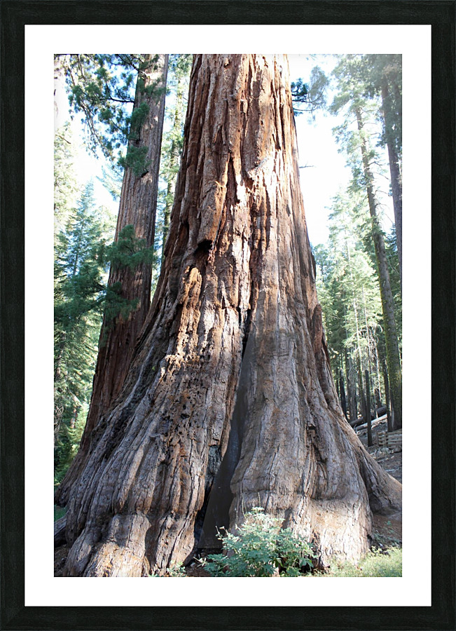 Giant Sequoias Picture Frame print