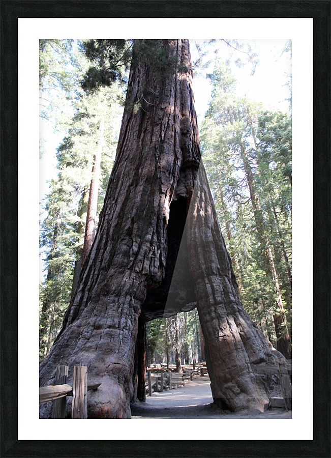 Giant Sequoias Picture Frame print