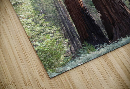 Giant Sequoias Jenni OBrien puzzle