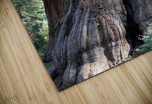 Giant Sequoias Jenni OBrien puzzle