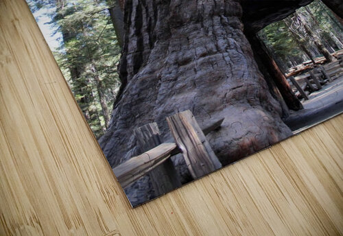 Giant Sequoias Jenni OBrien puzzle