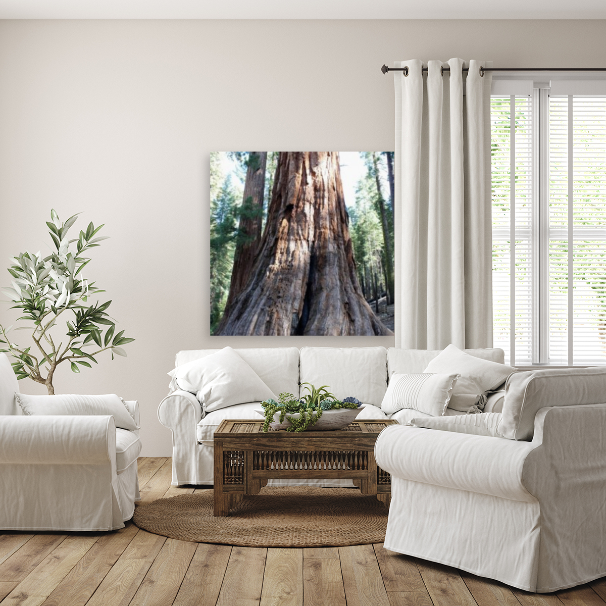 Giant Sequoias Reproduction