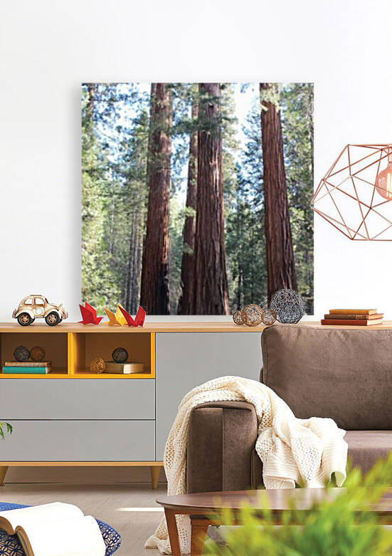 Giant Sequoias by Jenni OBrien