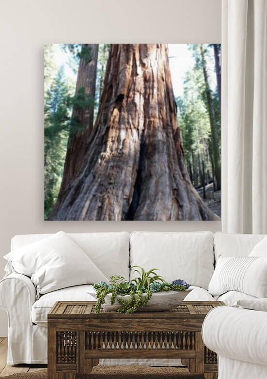Giant Sequoias by Jenni OBrien