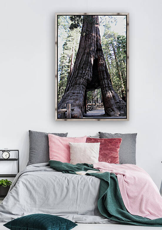Giant Sequoias by Jenni OBrien