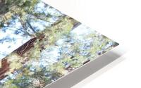 Giant Sequoias HD Metal print