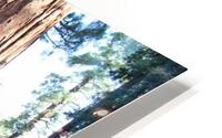 Giant Sequoias HD Metal print