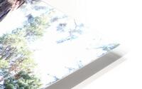 Giant Sequoias HD Metal print