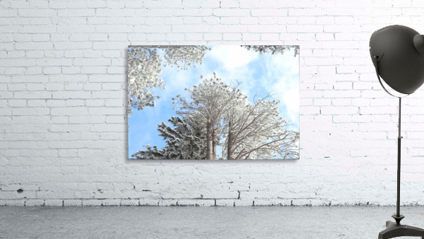 Sunlight through the Trees Wall Preview