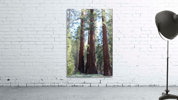 Giant Sequoias Wall Preview