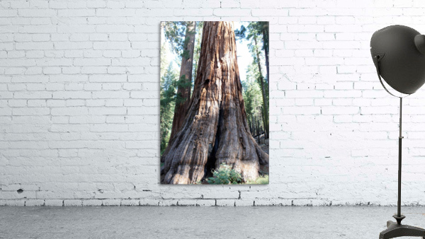Giant Sequoias Wall Preview