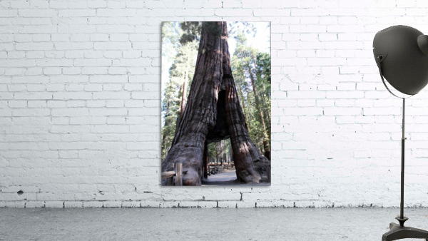 Giant Sequoias Wall Preview
