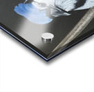 Geai bleu Acrylic print