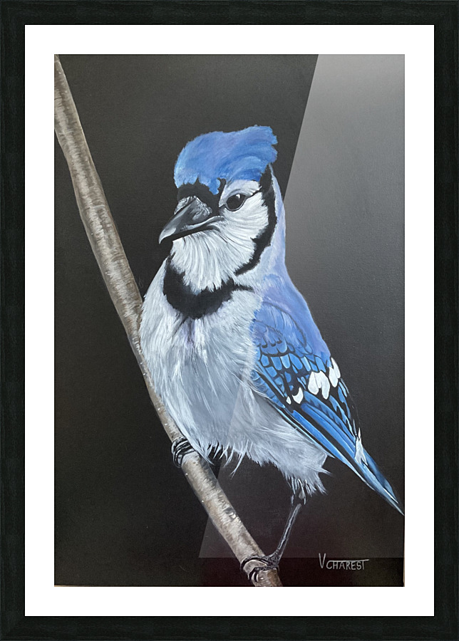Geai bleu Picture Frame print