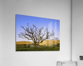 Arvore 6085 Acrylic Print