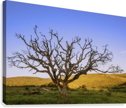 Arvore 6085 Canvas Print