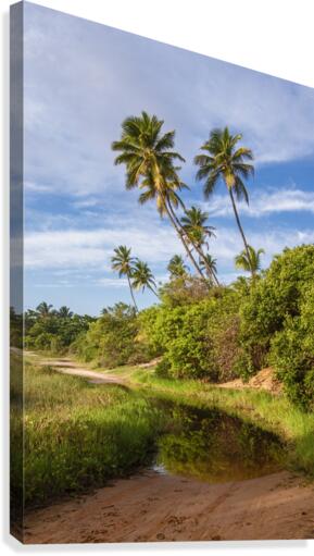 Coqueiral_9064 Canvas Print