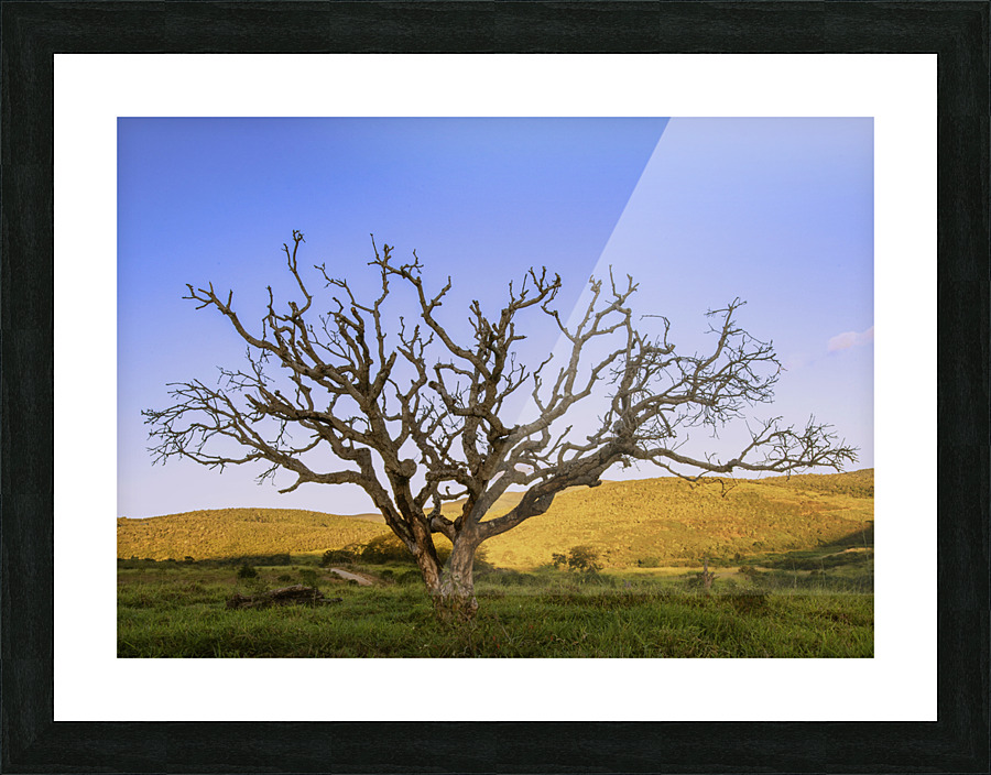 Arvore 6085 Picture Frame print
