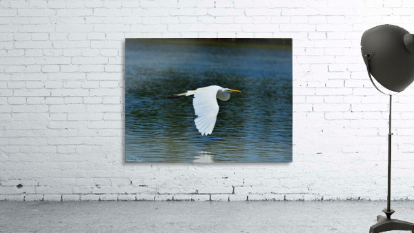 Great Egret Wall Preview