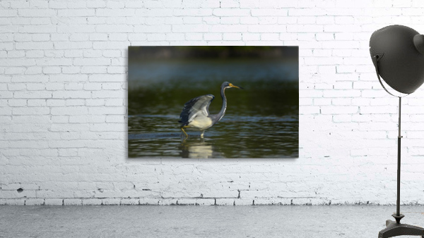 Tri color Heron Wall Preview