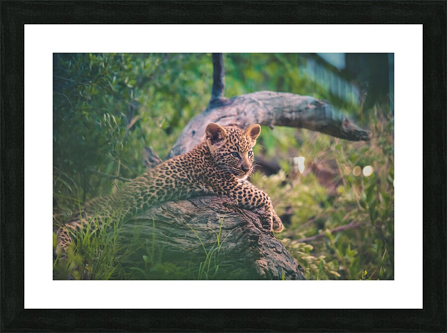 Baby Leopard Picture Frame print