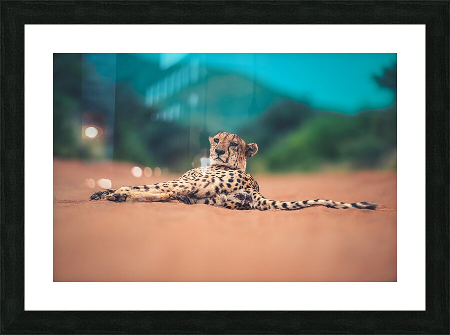 Cheetah lowdown Picture Frame print