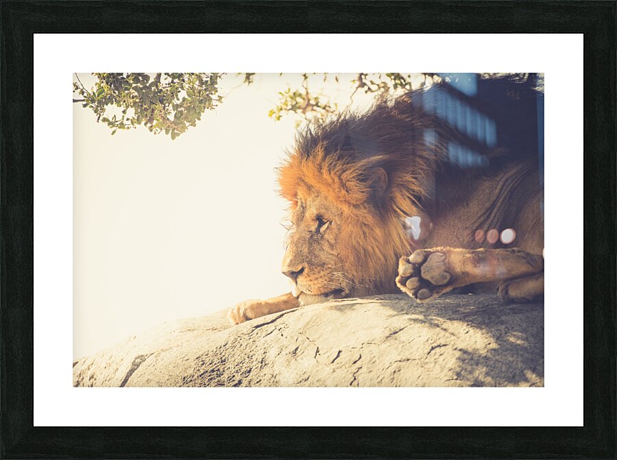 Bob Jr Picture Frame print