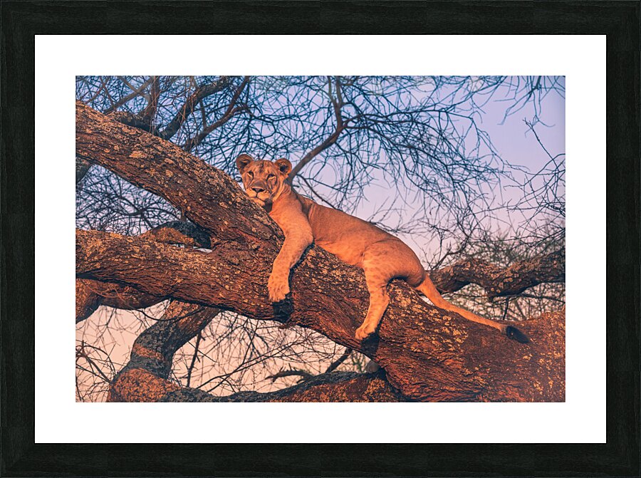 Lion in the tree Picture Frame print