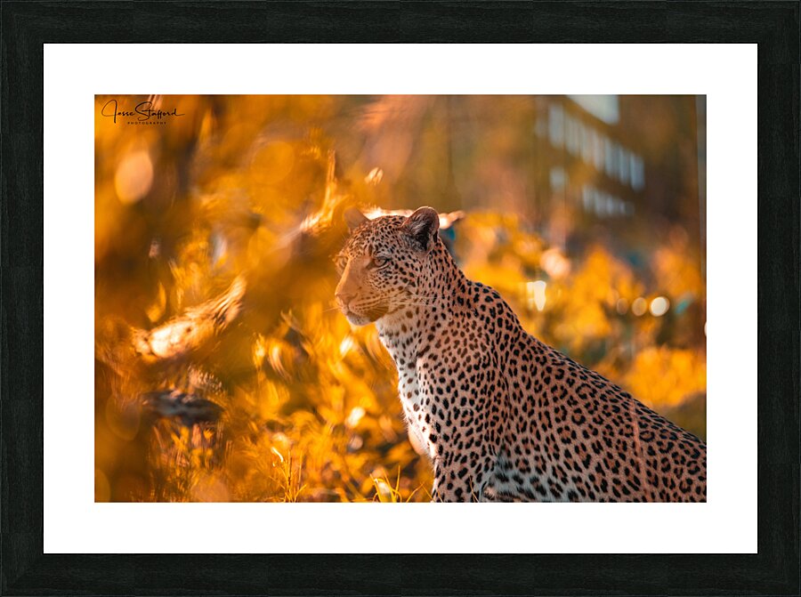 Orange Leopard Picture Frame print