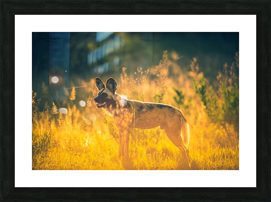Wild Dog Picture Frame print