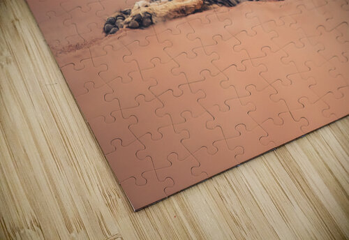 Cheetah lowdown J Stafford Photos puzzle