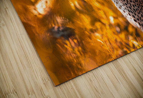 Orange Leopard J Stafford Photos puzzle